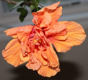 Asymmetrical flower